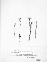 Puccinia flosculosorum image